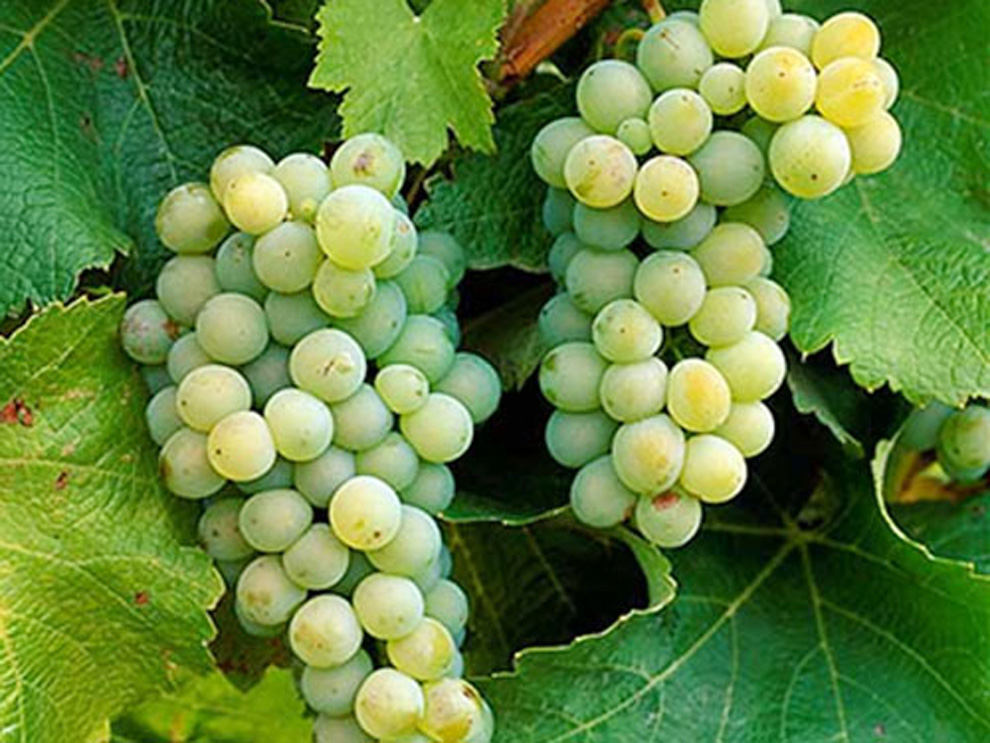 sauvignon blanc grapes wine
