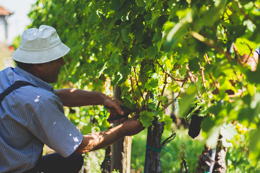 vinarija aleksandrović berba grožđa