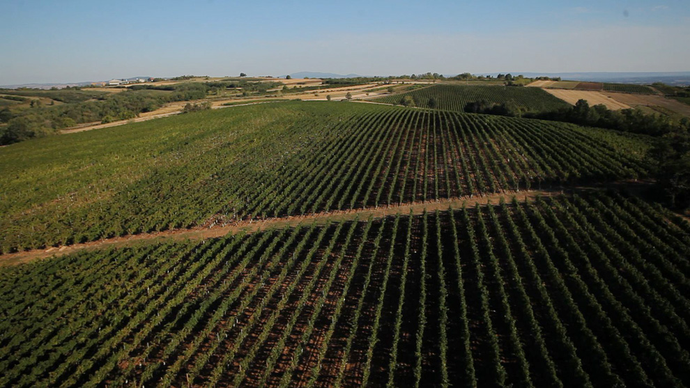 vinogradi i grožđe vinarije aleksandrović