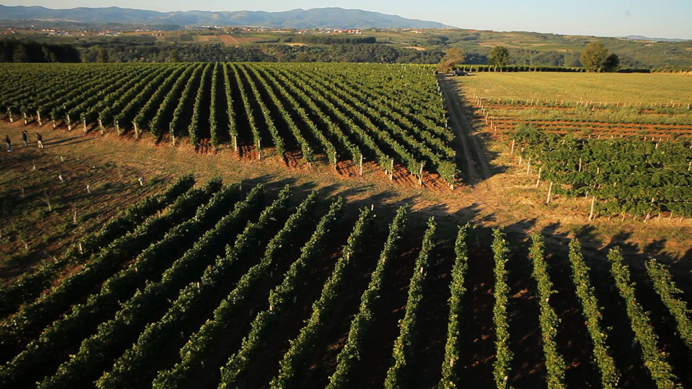 vinarija aleksandrović zasadi grožđa