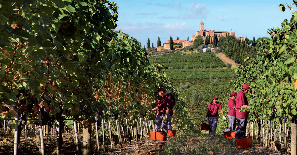 vinarija banfi vinogradi