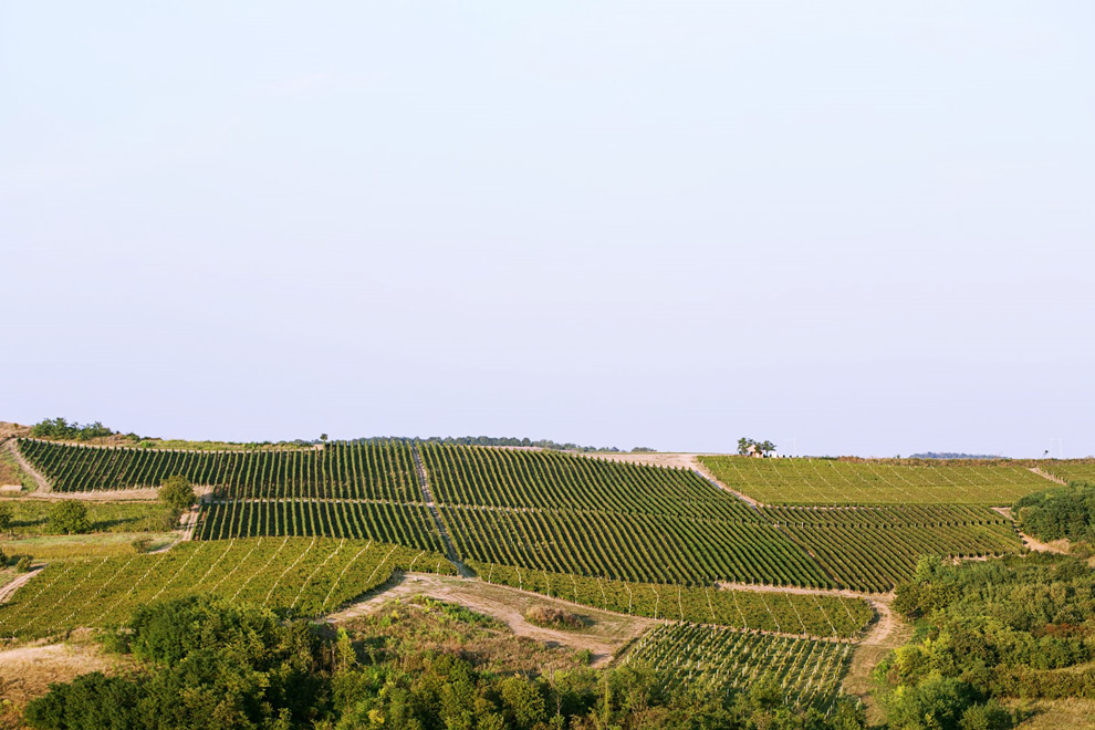 vinarija bikicki vinogradi i proizvodnja vina