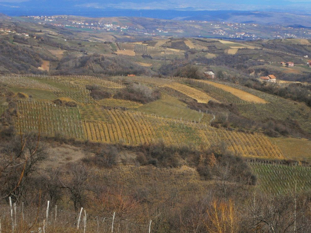 vinogradi vinarije cokot