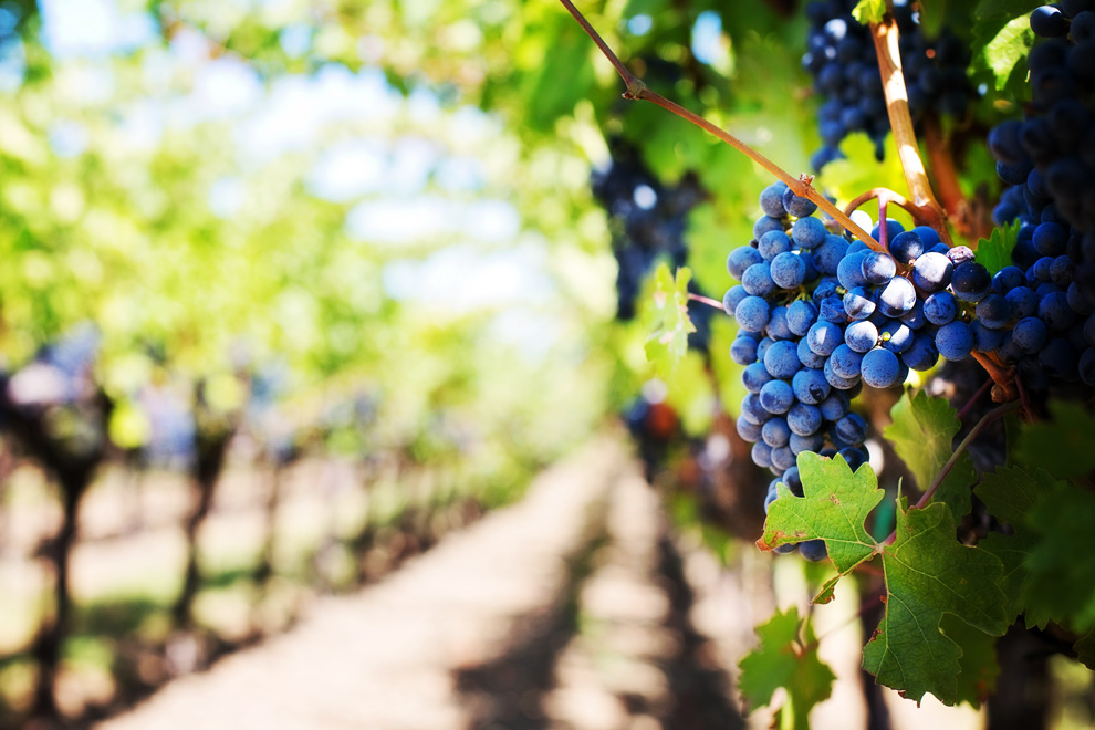 dan vina i vinogradarstva