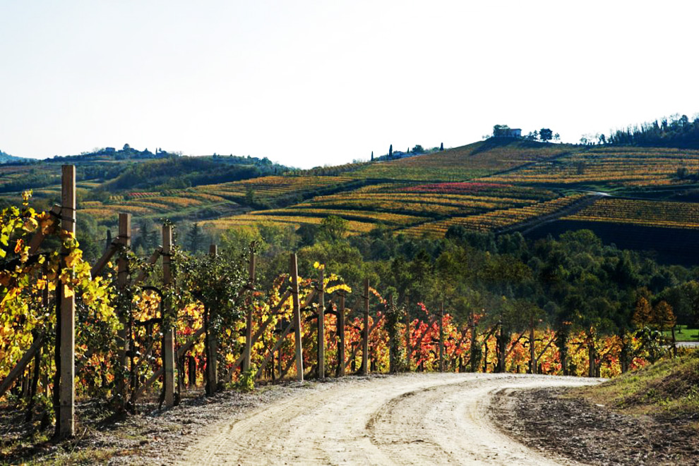 vinarija fantinel proizvodnja vina