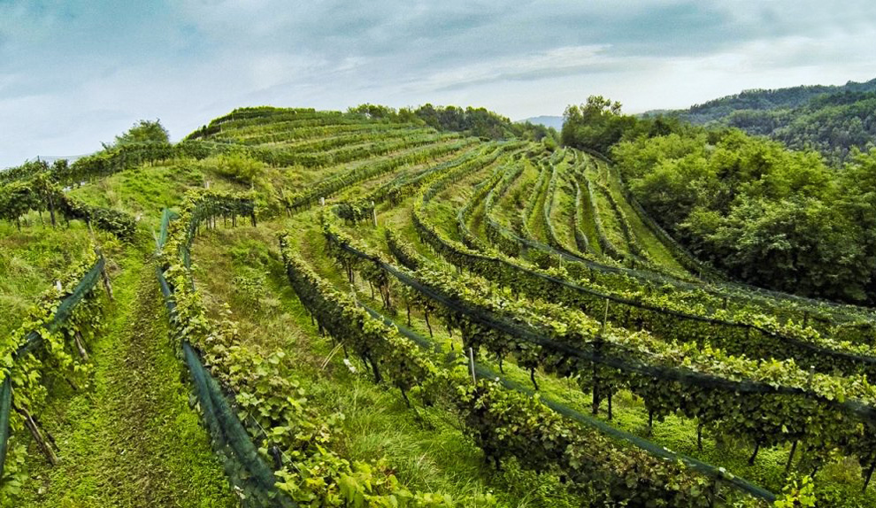 fantinel vinogradi vino