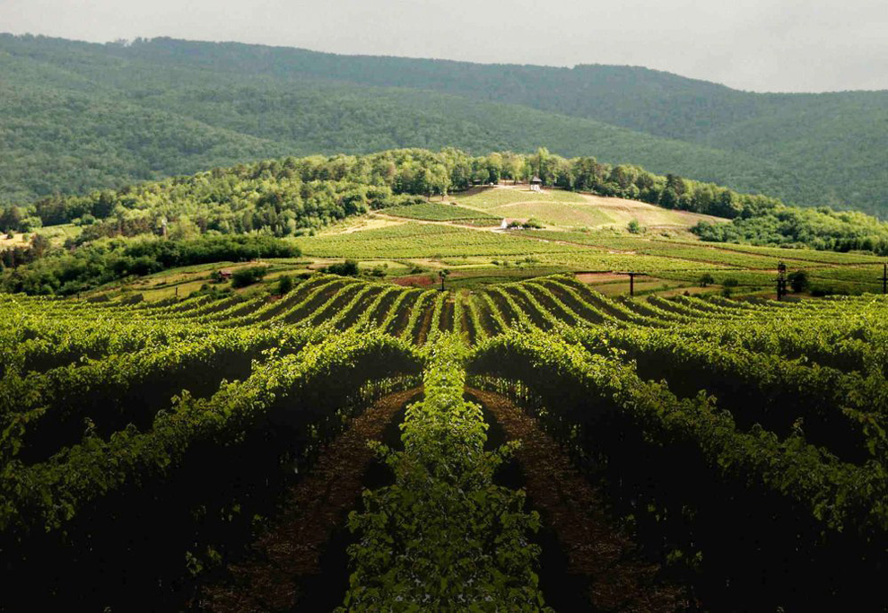 vinarija kutjevo vinogradi i vinova loza