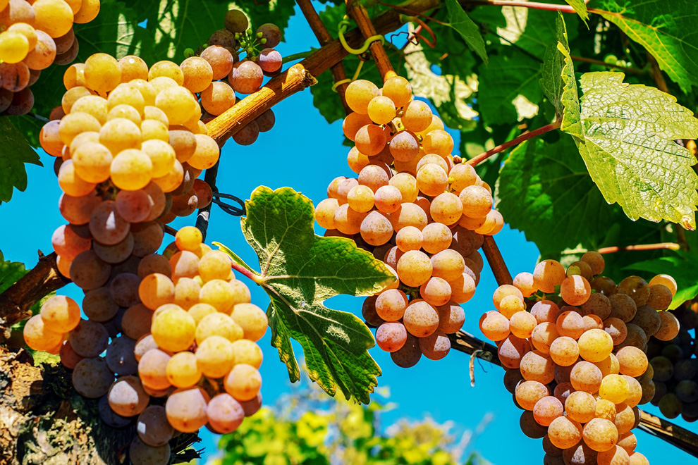 organska proizvodnja vina u svetu i kod nas