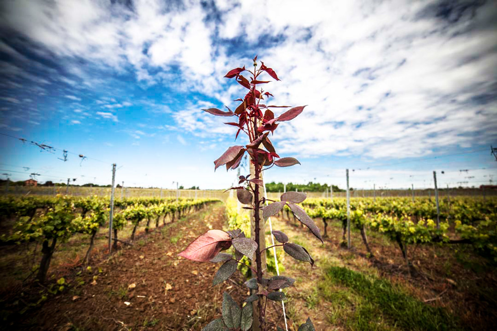 vinogradi italijanska vinarija pico maccario