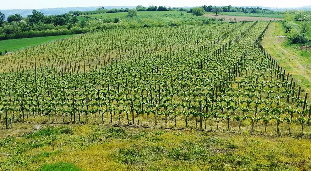 vinarija veličković proizvodnja vina