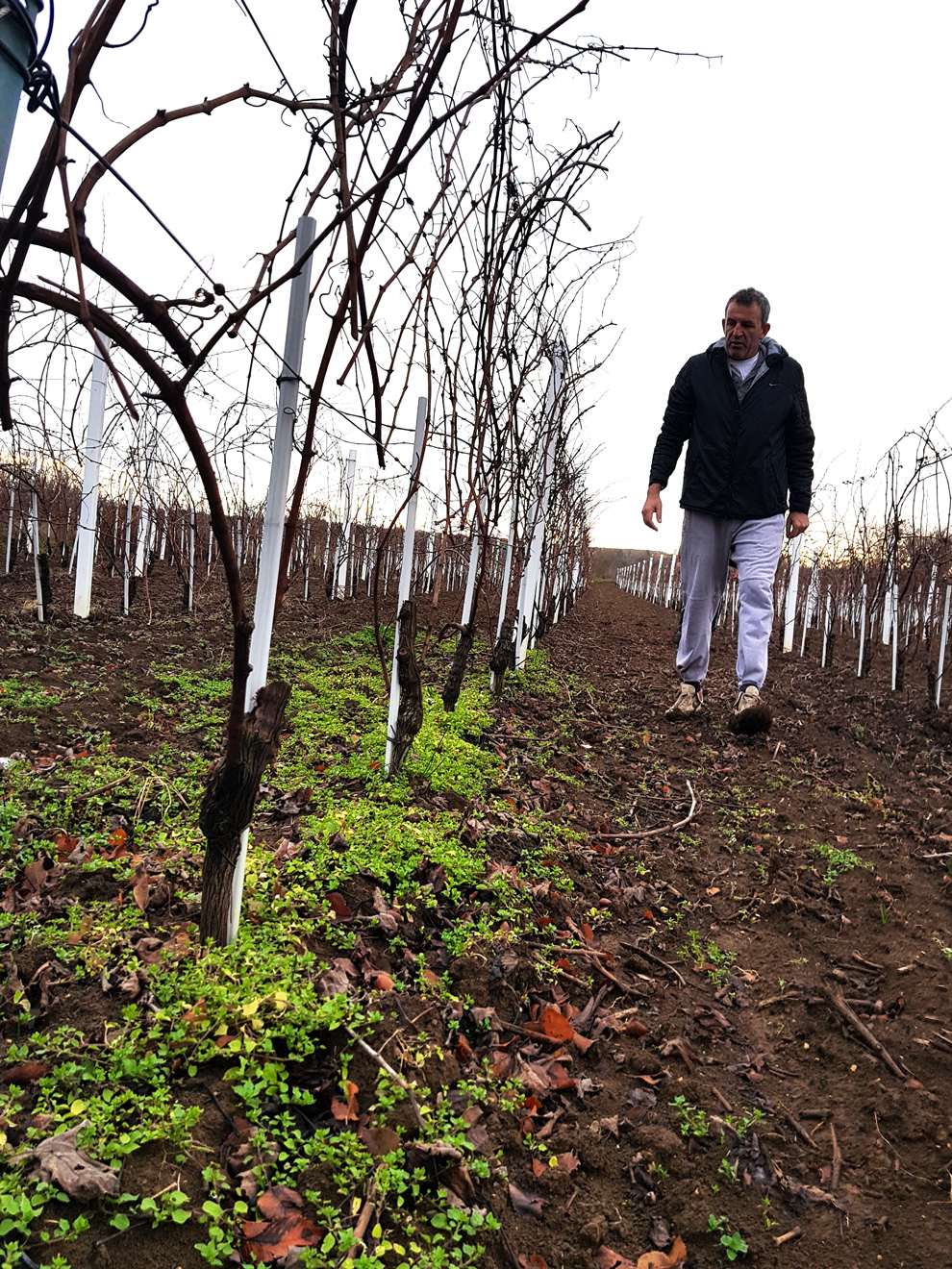 vinarija jokić organska proizvodnja vina