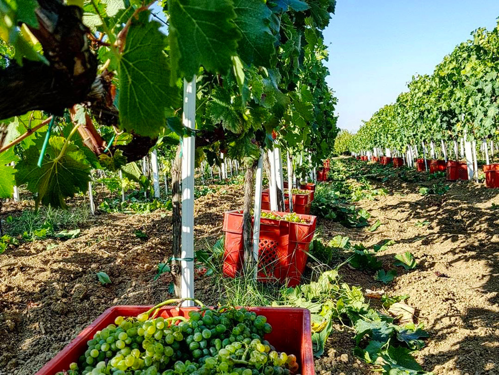 vinarija jokić dalmacija organska proizvodnja vina