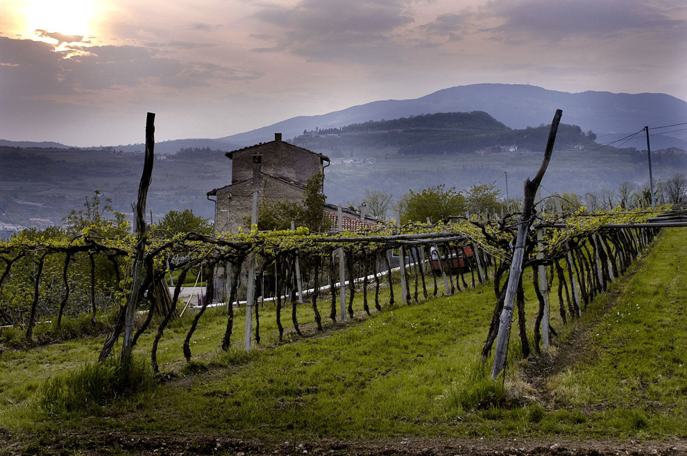 vinogradi vinarije Masi italija