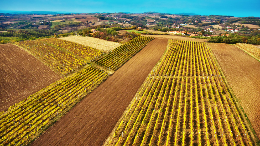 vinarija vinis zasadi grožđa