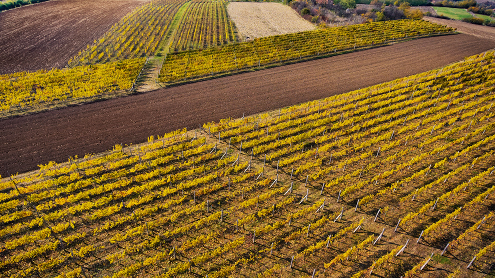 vinarija vinis vinogradi jagodina