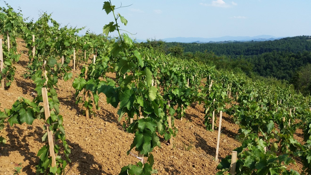 vinogradi podruma cokot