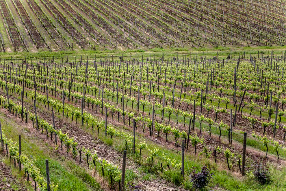 vinogradi i vinova loza pico maccario