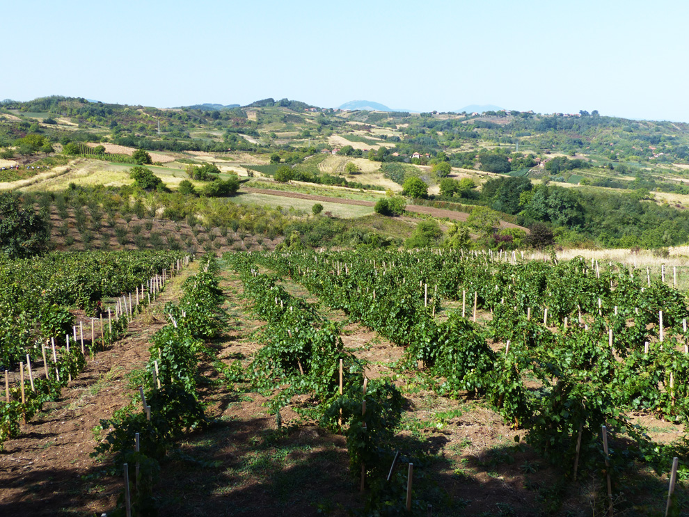 župski-vinogradi