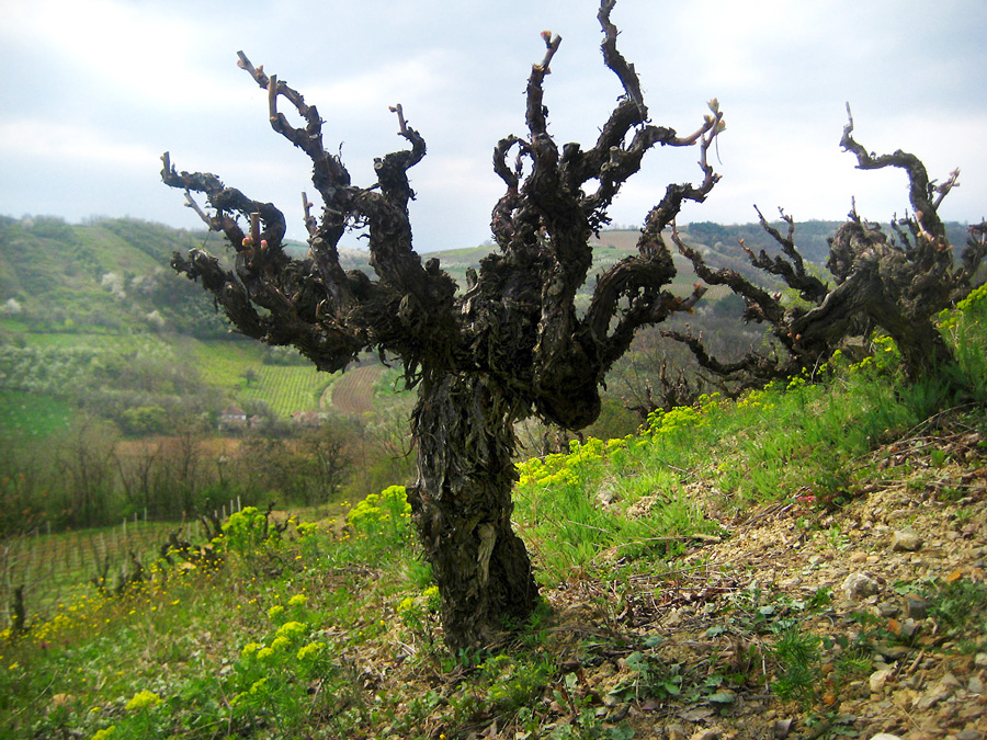 budimir-vinograd