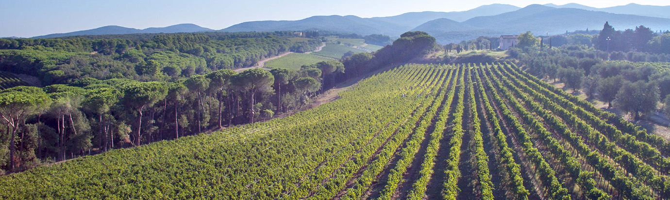 Tenuta Di Biserno