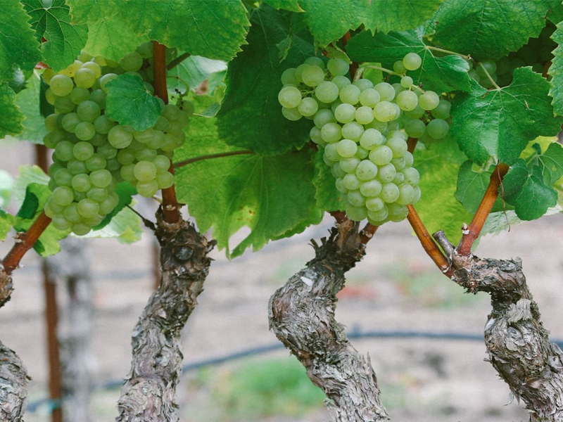 Chardonnay (Šardone)