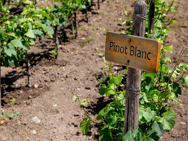 Pinot Blanc