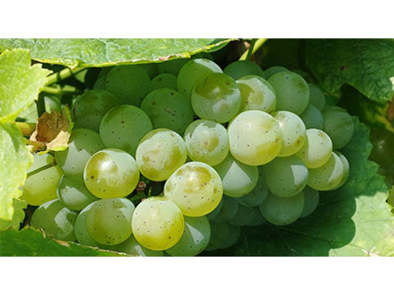 Bela vina: Sauvignon Blanc