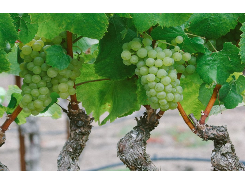 Chardonnay (Šardone)