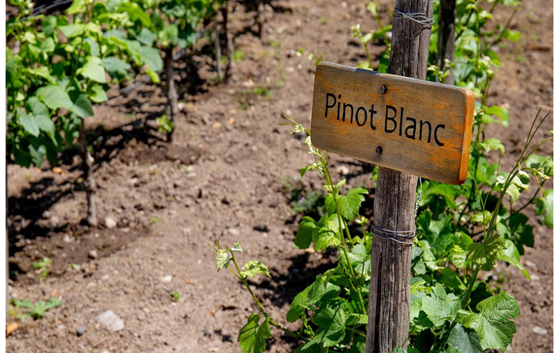 Pinot Blanc