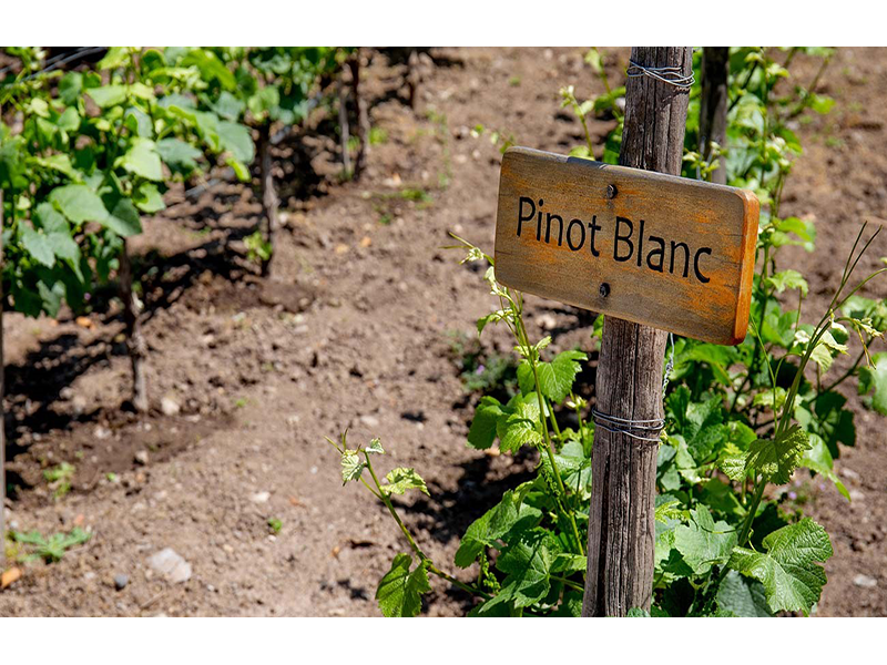 Pinot Blanc